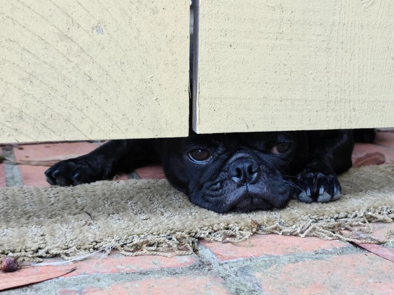 Pug therapy hotsell
